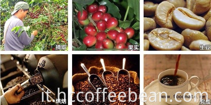 Chicchi di caffè verde arabica cinese, lavati e lucidati di grado aa 17 in su
